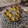 <p align="left">C'est dans la région entre Tucson et Apache Junction que j'ai vu le plus de cactus.